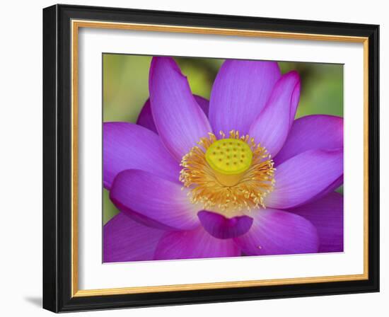 Lotus Bloom in the Summer, North Carolina, Usa-Joanne Wells-Framed Photographic Print