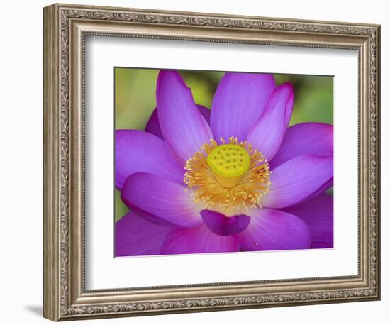 Lotus Bloom in the Summer, North Carolina, Usa-Joanne Wells-Framed Photographic Print