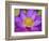 Lotus Bloom in the Summer, North Carolina, Usa-Joanne Wells-Framed Photographic Print