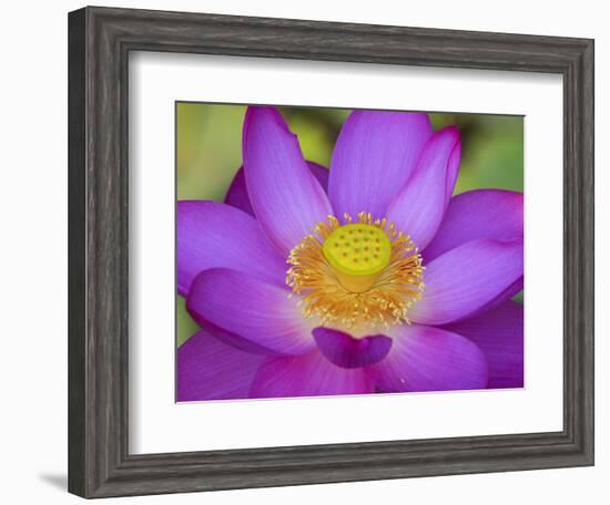 Lotus Bloom in the Summer, North Carolina, Usa-Joanne Wells-Framed Photographic Print