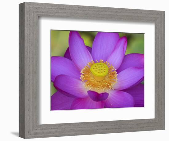 Lotus Bloom in the Summer, North Carolina, Usa-Joanne Wells-Framed Photographic Print