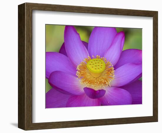 Lotus Bloom in the Summer, North Carolina, Usa-Joanne Wells-Framed Photographic Print