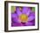 Lotus Bloom in the Summer, North Carolina, Usa-Joanne Wells-Framed Photographic Print