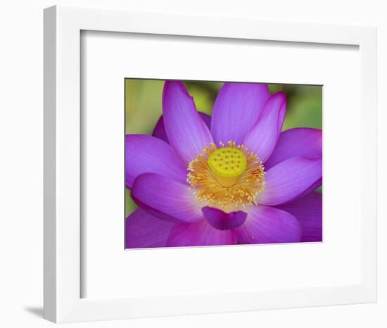 Lotus Bloom in the Summer, North Carolina, Usa-Joanne Wells-Framed Photographic Print