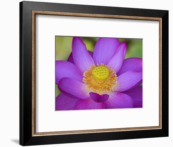 Lotus Bloom in the Summer, North Carolina, Usa-Joanne Wells-Framed Photographic Print