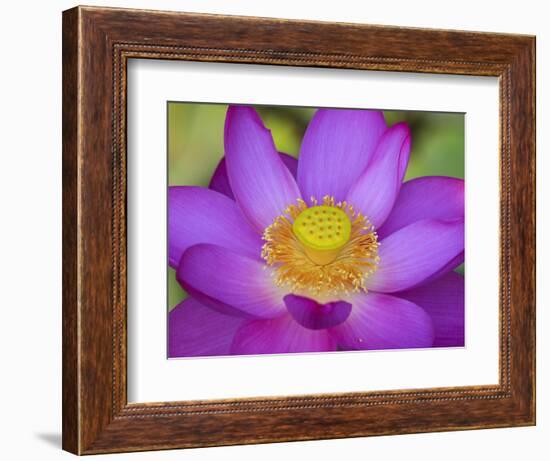 Lotus Bloom in the Summer, North Carolina, Usa-Joanne Wells-Framed Photographic Print