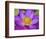 Lotus Bloom in the Summer, North Carolina, Usa-Joanne Wells-Framed Photographic Print