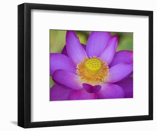 Lotus Bloom in the Summer, North Carolina, Usa-Joanne Wells-Framed Photographic Print