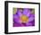 Lotus Bloom in the Summer, North Carolina, Usa-Joanne Wells-Framed Photographic Print