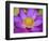 Lotus Bloom in the Summer, North Carolina, Usa-Joanne Wells-Framed Photographic Print