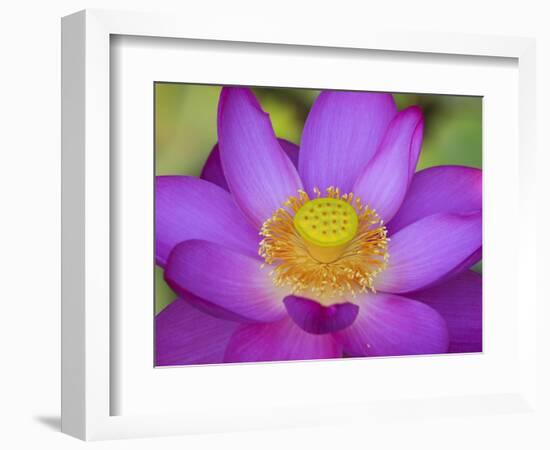 Lotus Bloom in the Summer, North Carolina, Usa-Joanne Wells-Framed Photographic Print