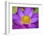 Lotus Bloom in the Summer, North Carolina, Usa-Joanne Wells-Framed Photographic Print