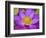 Lotus Bloom in the Summer, North Carolina, Usa-Joanne Wells-Framed Photographic Print