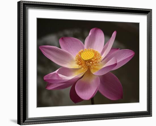 Lotus Bloom, Nyuh Kuning Village, Ubud, Bali, Indonesia-Alida Latham-Framed Photographic Print