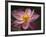 Lotus Bloom, Nyuh Kuning Village, Ubud, Bali, Indonesia-Alida Latham-Framed Photographic Print