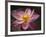 Lotus Bloom, Nyuh Kuning Village, Ubud, Bali, Indonesia-Alida Latham-Framed Photographic Print