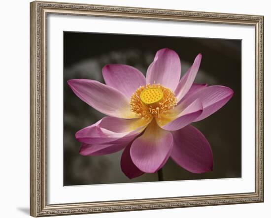 Lotus Bloom, Nyuh Kuning Village, Ubud, Bali, Indonesia-Alida Latham-Framed Photographic Print