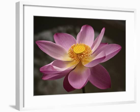 Lotus Bloom, Nyuh Kuning Village, Ubud, Bali, Indonesia-Alida Latham-Framed Photographic Print