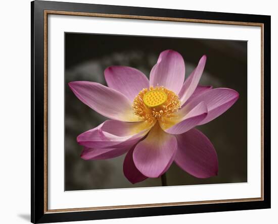 Lotus Bloom, Nyuh Kuning Village, Ubud, Bali, Indonesia-Alida Latham-Framed Photographic Print