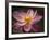 Lotus Bloom, Nyuh Kuning Village, Ubud, Bali, Indonesia-Alida Latham-Framed Photographic Print