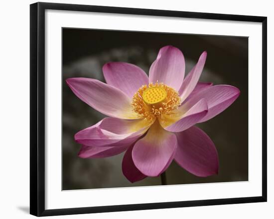 Lotus Bloom, Nyuh Kuning Village, Ubud, Bali, Indonesia-Alida Latham-Framed Photographic Print