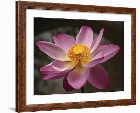 Lotus Bloom, Nyuh Kuning Village, Ubud, Bali, Indonesia-Alida Latham-Framed Photographic Print