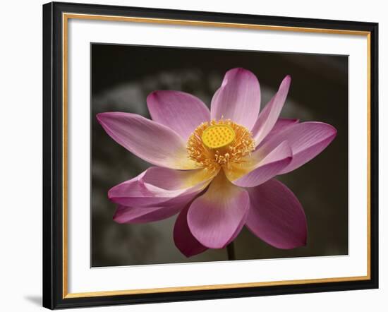 Lotus Bloom, Nyuh Kuning Village, Ubud, Bali, Indonesia-Alida Latham-Framed Photographic Print