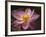 Lotus Bloom, Nyuh Kuning Village, Ubud, Bali, Indonesia-Alida Latham-Framed Photographic Print