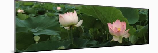 Lotus Blooming in a Pond-null-Mounted Photographic Print