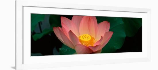 Lotus Blooming in a Pond-null-Framed Photographic Print