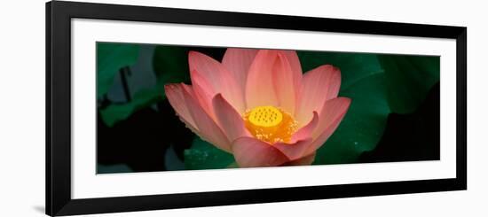 Lotus Blooming in a Pond-null-Framed Photographic Print