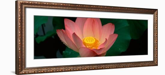 Lotus Blooming in a Pond-null-Framed Photographic Print