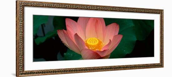 Lotus Blooming in a Pond-null-Framed Photographic Print