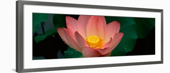 Lotus Blooming in a Pond-null-Framed Photographic Print