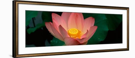 Lotus Blooming in a Pond-null-Framed Photographic Print