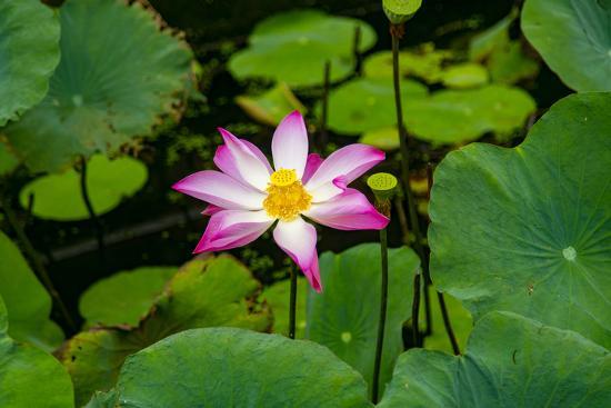 lotus blossom flower ving