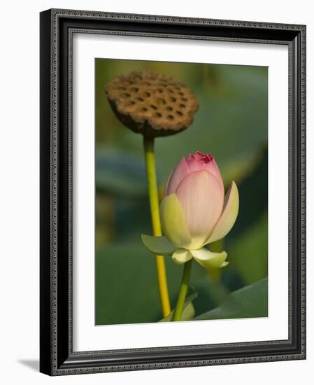 Lotus Blossom, Kenilworth Aquatic Gardens, Washington DC, USA-Corey Hilz-Framed Photographic Print
