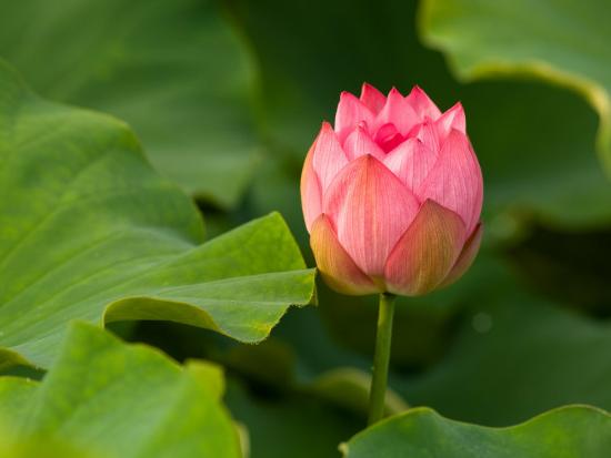 Lotus Blossom Partially Open Kenilworth Aquatic Gardens Washington Dc Usa Photographic Print By Corey Hilz Art Com