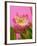 Lotus Blossom-null-Framed Photographic Print