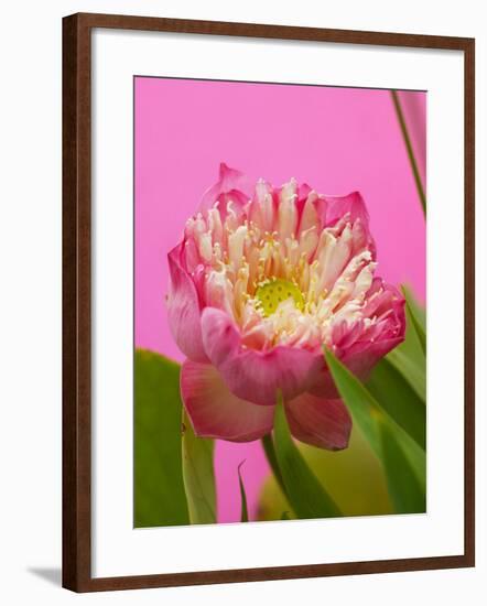 Lotus Blossom-null-Framed Photographic Print