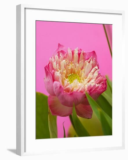 Lotus Blossom-null-Framed Photographic Print