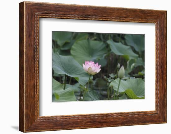 Lotus Blossoms, Fascinating Water Plants in the Garden Pond-Petra Daisenberger-Framed Photographic Print