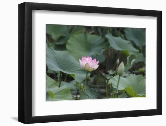 Lotus Blossoms, Fascinating Water Plants in the Garden Pond-Petra Daisenberger-Framed Photographic Print