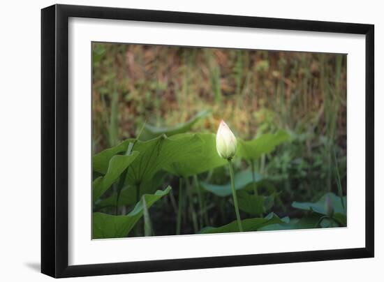 Lotus Blossoms, Fascinating Water Plants in the Garden Pond-Petra Daisenberger-Framed Photographic Print