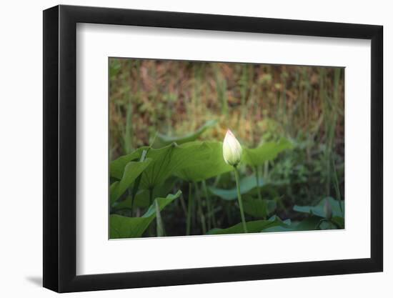 Lotus Blossoms, Fascinating Water Plants in the Garden Pond-Petra Daisenberger-Framed Photographic Print