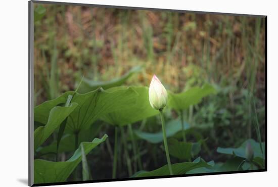 Lotus Blossoms, Fascinating Water Plants in the Garden Pond-Petra Daisenberger-Mounted Photographic Print