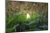 Lotus Blossoms, Fascinating Water Plants in the Garden Pond-Petra Daisenberger-Mounted Photographic Print