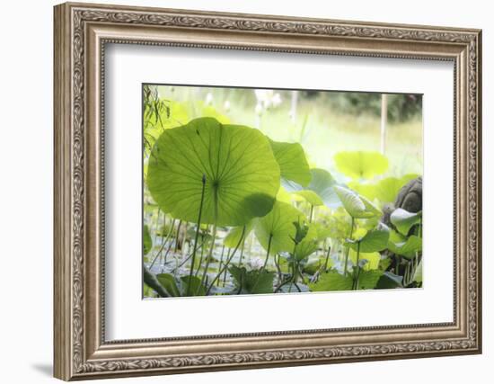 Lotus Blossoms, Fascinating Water Plants in the Garden Pond-Petra Daisenberger-Framed Photographic Print