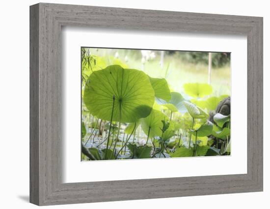 Lotus Blossoms, Fascinating Water Plants in the Garden Pond-Petra Daisenberger-Framed Photographic Print