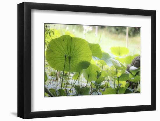 Lotus Blossoms, Fascinating Water Plants in the Garden Pond-Petra Daisenberger-Framed Photographic Print